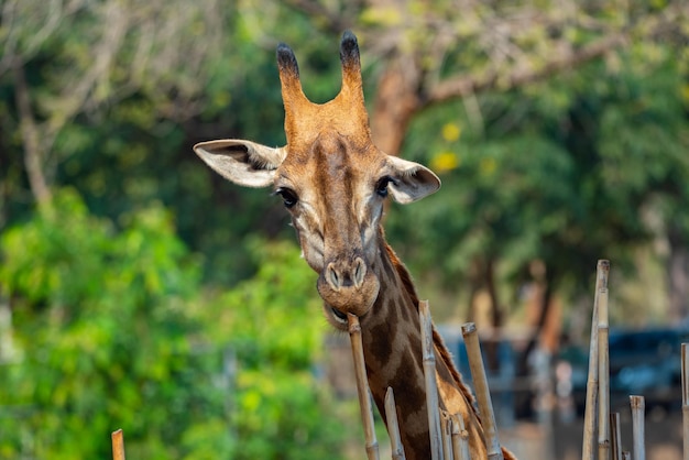 Rear view of two giraffe standing on green grass against fence with looking at zebra on the other side of fence