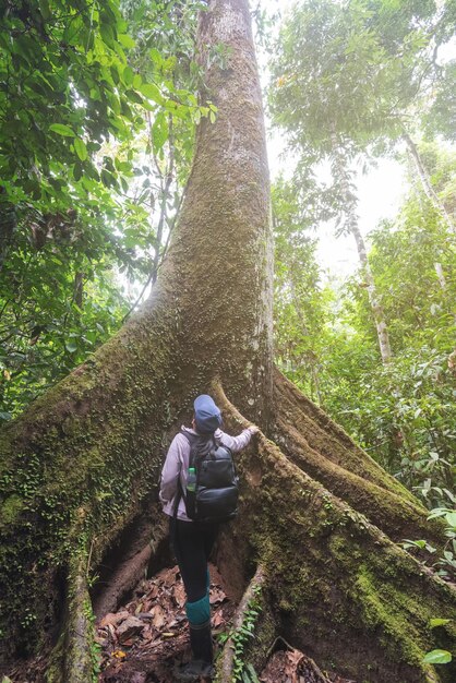 Rear view of woman looking up at the tall and big tree in the jungle of borneo in Tabin Lahad Datu Sabah Malaysia