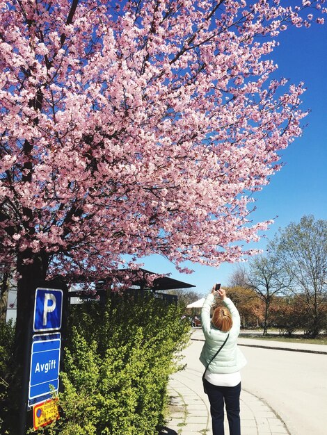 Photo rear view of woman photographing cherry tree with smart phone