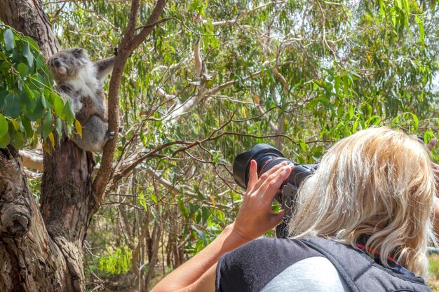 Photo rear view of woman photographing koala using camera in forest