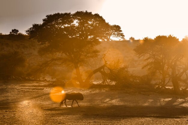 Rear view of woman standing on field against sky during sunset