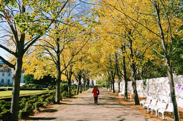 秋に歩道を歩く女性の後ろの景色