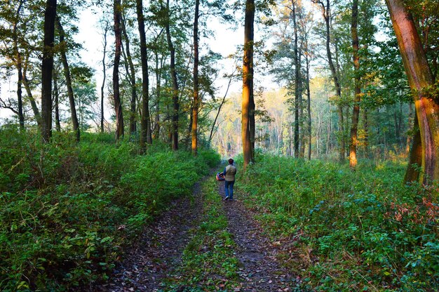 Rear view of woman walking on footpath in forest