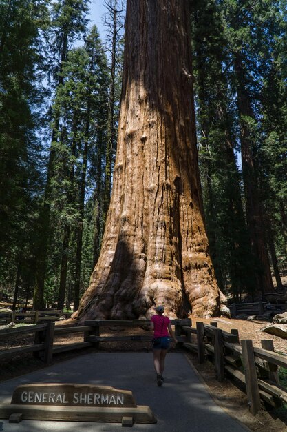 Foto vista posteriore di una donna che cammina in una foresta