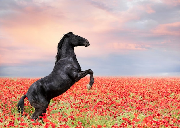 Rearing horse in poppies