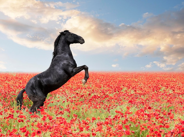 rearing horse in poppies