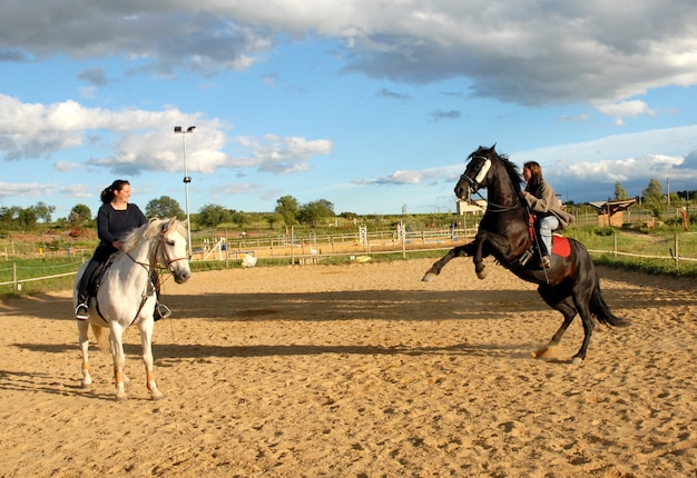 Rearing horse