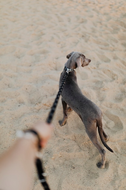 Retrovisore di un cane weimaraner che cammina su una sabbia