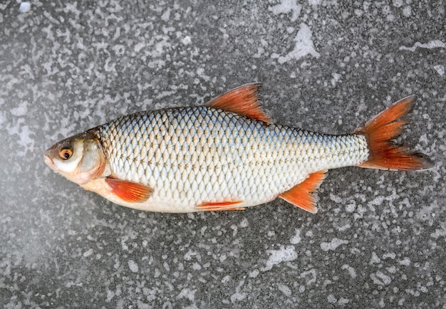 最近、冷たい氷の上に横たわっている魚を捕まえました。