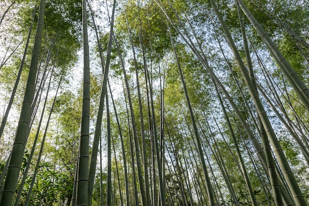 Rechte bamboe in het bamboebos