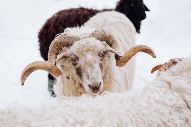 Rechte blik ram Verschillende schapen kijken naar het frame Mooie interessante schapen