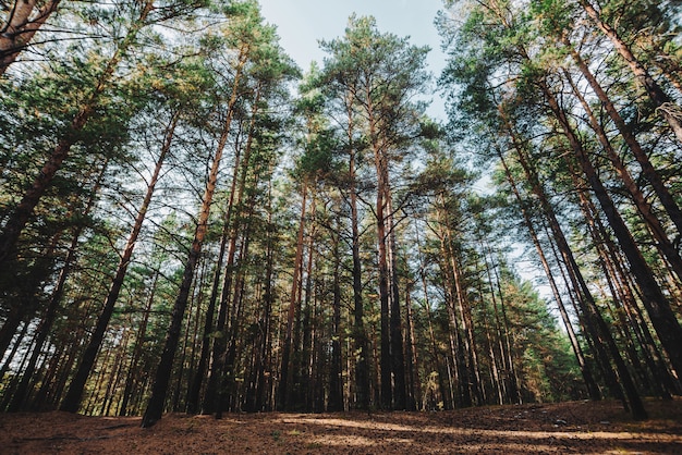 Rechte stammen van hoge dennen. Reus naaldbomen in donker atmosferisch bos. Wortels op open plek. Textuur van pinery. Geweldig natuurlandschap.