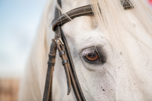 Rechter oog en manen van witte raszuivere renpaard met hoofdstellen op snuit staande in natuurlijke omgeving