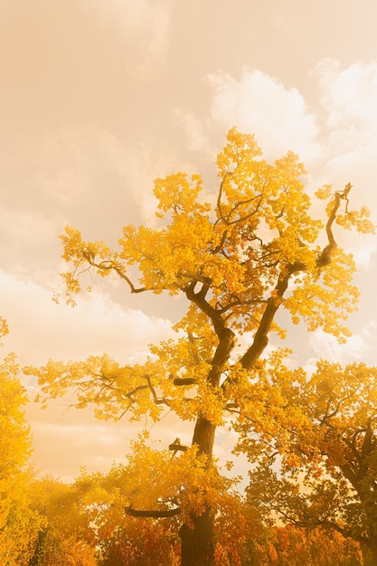 A recoloured autumn oak