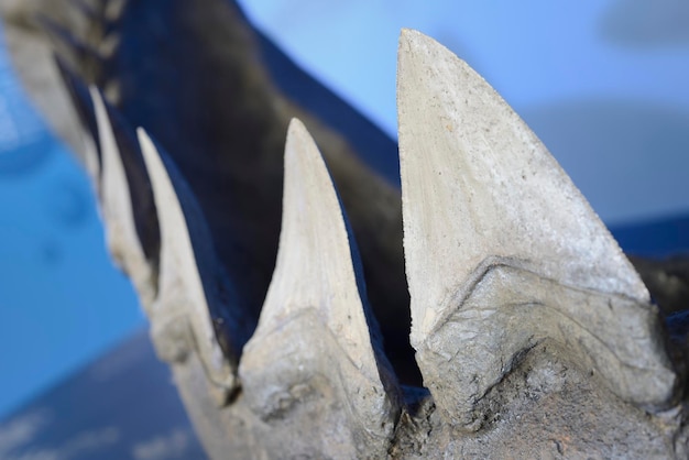 Reconstruction of teeth of the largest shark