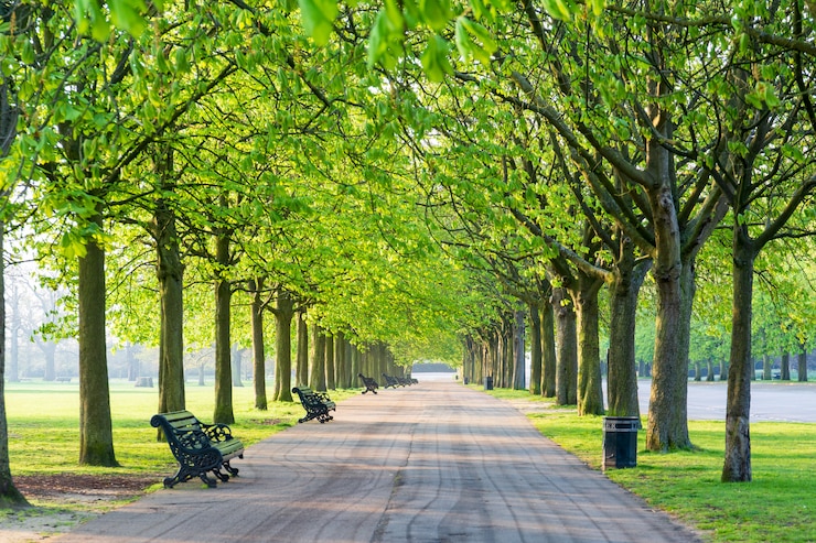 Photo recreational path in green park lined up with trees and beanch.