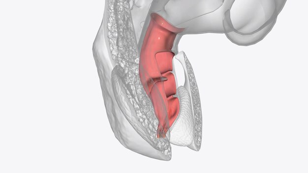 Photo rectal mucosa lined by an uninterrupted absorptive columnar epithelium that extends to the proximal extent of the anal columns