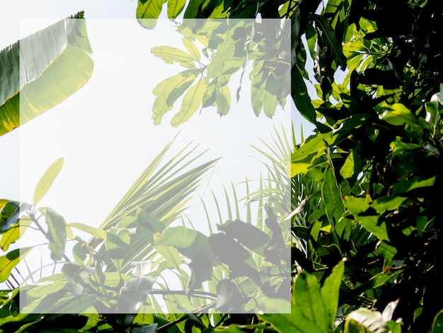 Foto cornice rettangolare bianco e foglie di banana e foglie di palma cornice trasparente con motivo a foglie naturali