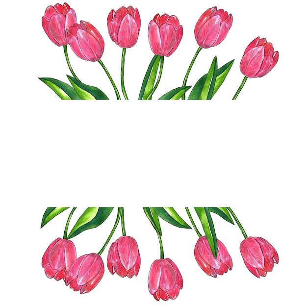 Rectangular frame background with pink tulips with leaves. hand drawn watercolor and ink illustration. isolated.