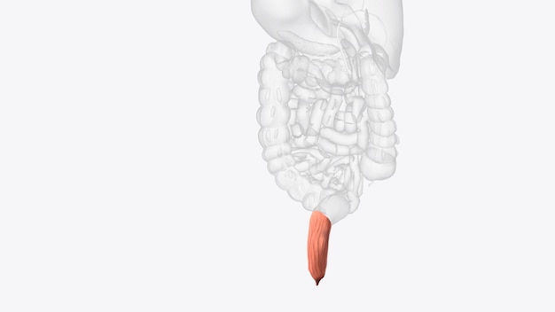 Foto rectum terminaal segment van het spijsverteringsstelsel waarin ontlasting zich verzamelt vlak voor de ontlading