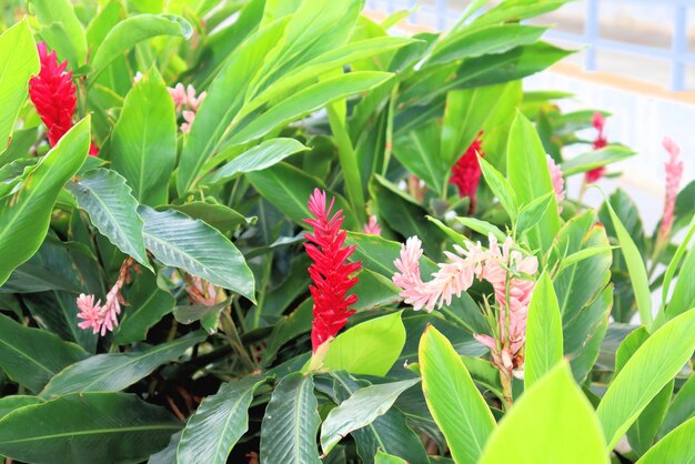 赤いアカシアの花 美しいアカシアの花