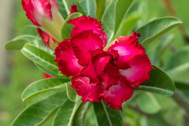 Red adenium flower in the garden