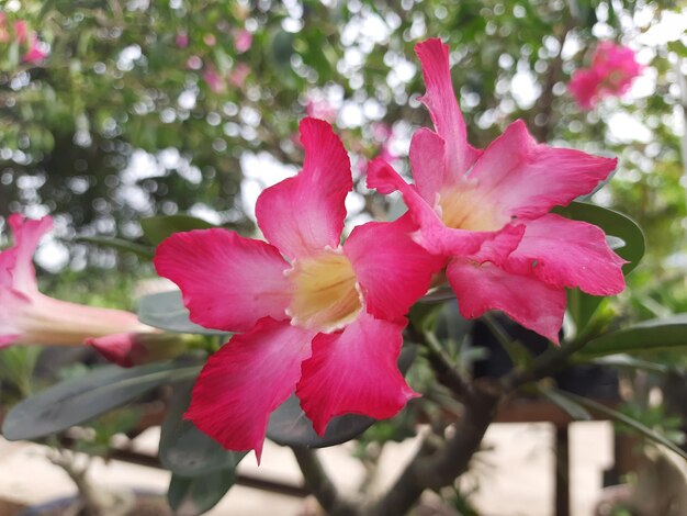 Red adenium flowers are blooming