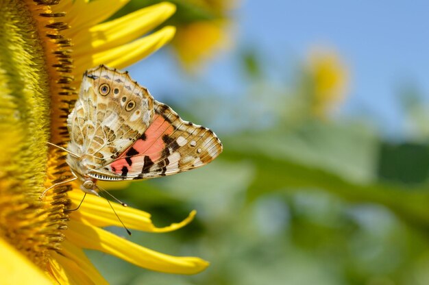 Red admiral butterfly on a sunflower close up