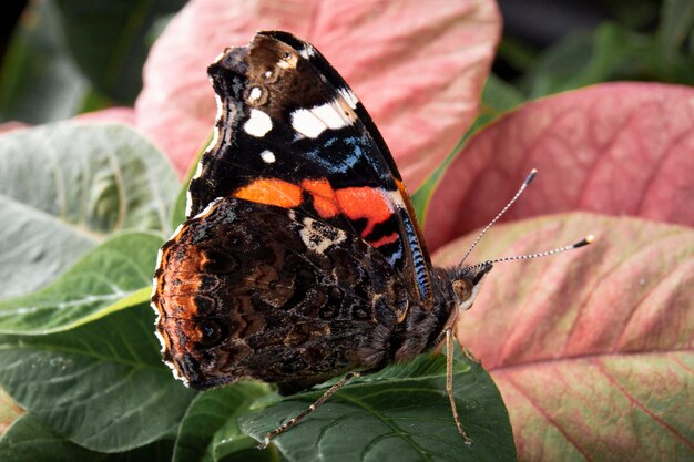 Red Admiral Isolated on white background