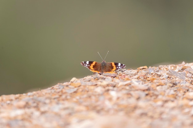 레드 아드미럴 (Red Admiral) 또는 레드 어드미럴라블 (Red Admirable) 바네사 아탈란타 (Vanessa Atalanta) 스페인 말라가 (Malaga)