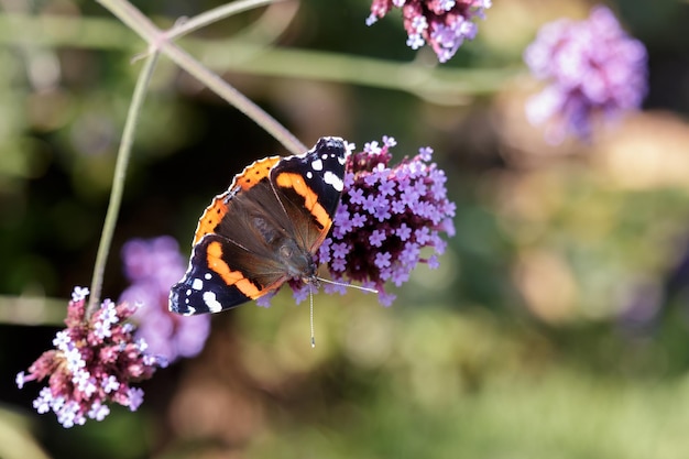 Red Admiral voedt zich met Buddleia-bloemen