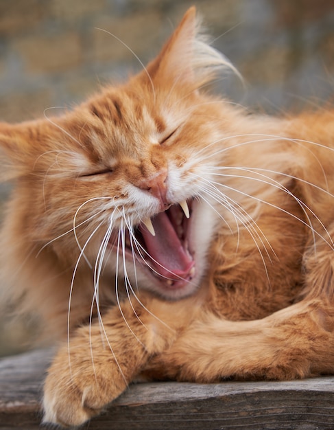 Red adult cat yawns