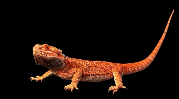 red agama lizard isolated on a black background