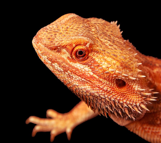 red agama lizard isolated on a black background