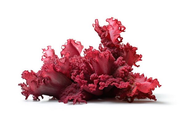 Red Algae Algae On White Background Generative AI