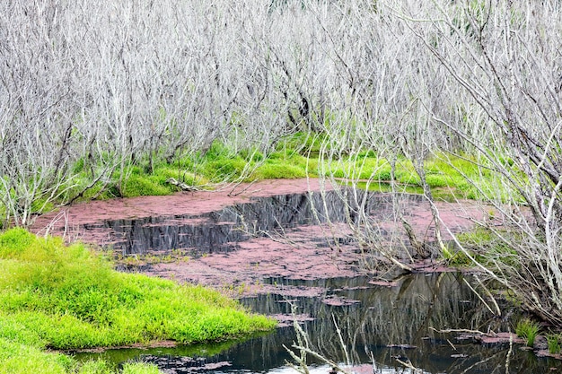 ニュージーランドのパラ湿地の紅藻と枯れ木