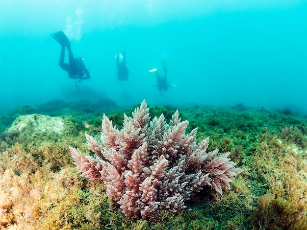 Красные водоросли на морском дне с дайверами на заднем плане