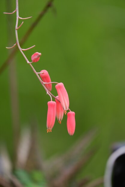 写真 赤いアロエの花が咲くのは野生の多肉植物です