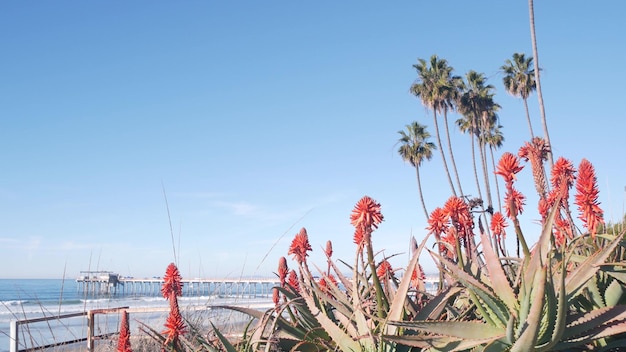 写真 カリフォルニアの海岸の植物相に咲く赤いアロエの花多肉植物