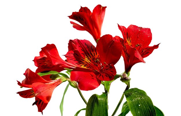 Red Alstroemeria flower on a white background