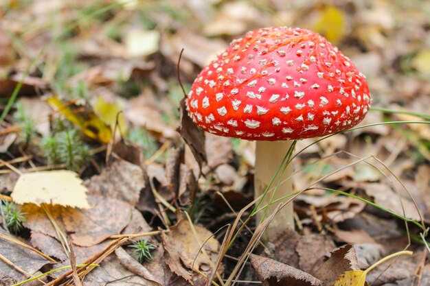 Red Amanita tussen gevallen herfstbladeren en verdord gras