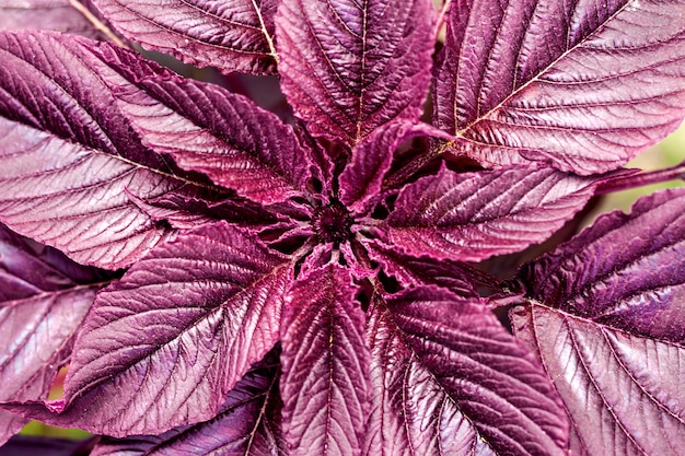 Red amaranth (Amaranthus cruentus) closeup