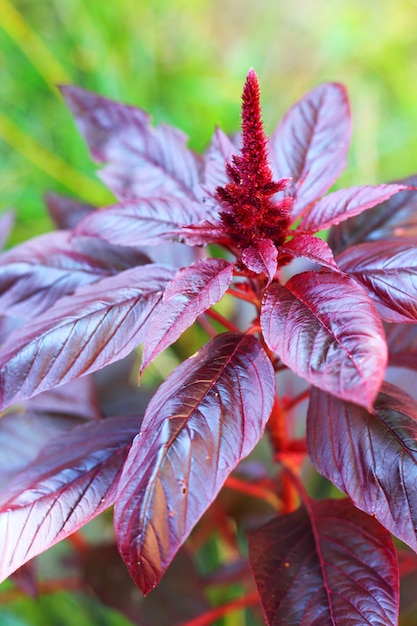 Red amaranth closeup