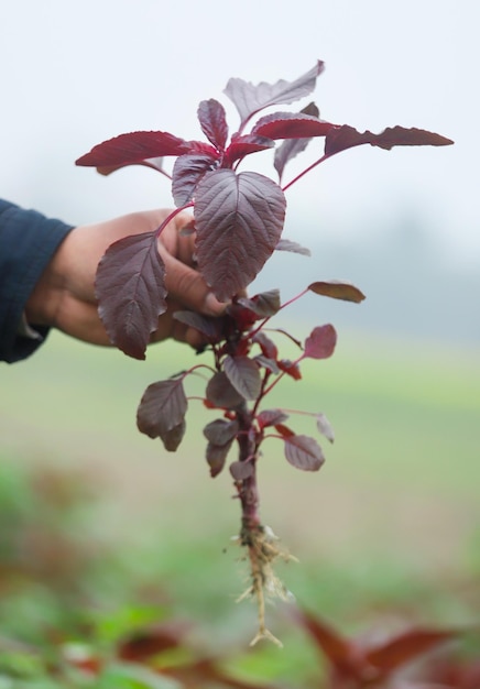 Red amaranth freshly harvested