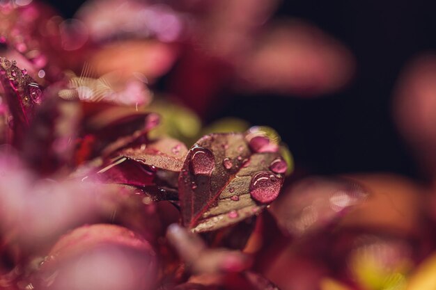 Red amaranth microgreens grown indoors in soil