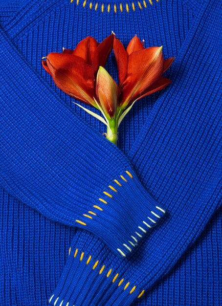 Red amaryllis flower on a blue sweater