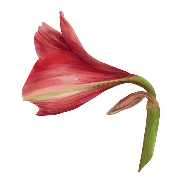 Photo red amaryllis flowers stems and buds hippeastrum plant hand drawn watercolor illustration for your