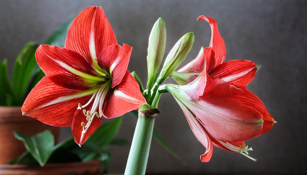 Red amaryllis or home lily flower