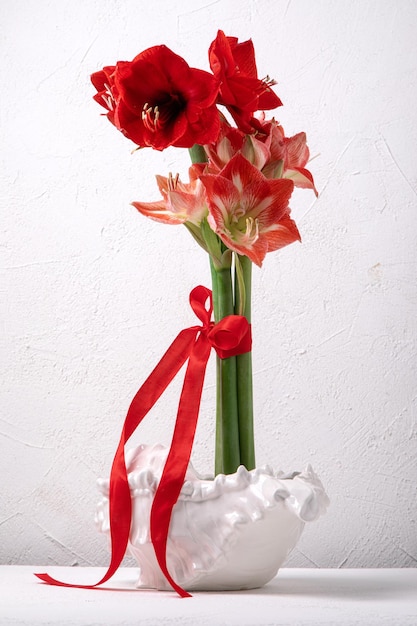 Red amaryllis in shell vase on white background