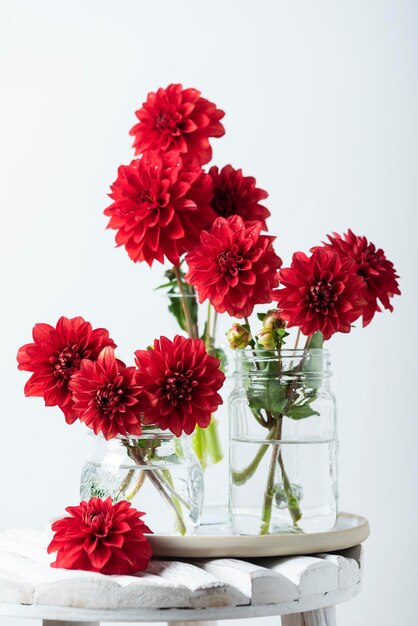 Red amazing flowers dahlias